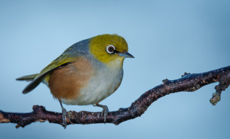 Silvereye or wax eye perched on branch isolated against out of focus backgroundの写真素材