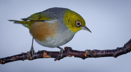Silvereye or wax eye perched on branch isolated against out of focus backgroundの写真素材