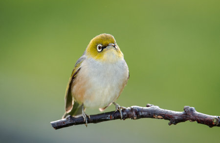 Silvereye or wax eye perched on branch isolated against out of focus backgroundの写真素材