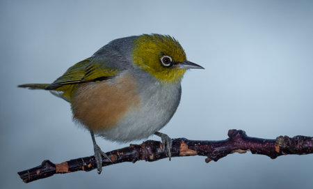 Silvereye or wax eye perched on branch isolated against out of focus backgroundの写真素材