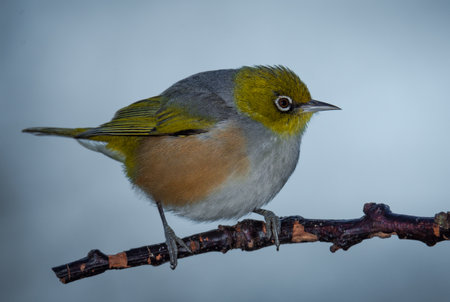 Silvereye or wax eye perched on branch isolated against out of focus backgroundの写真素材