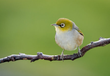 Silvereye or wax eye perched on branch isolated against out of focus backgroundの写真素材