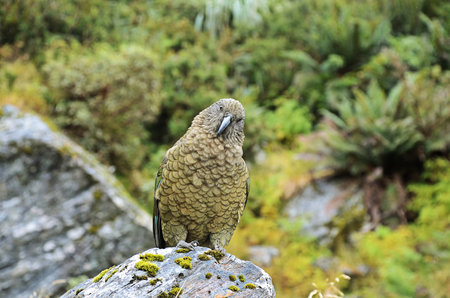 Kea, New Zealand's Native Alpine Parrotの写真素材