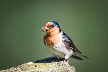 swallow with mouth full of mud for nest building isolated against out of focus backgroundの写真素材