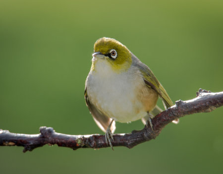 Silvereye or wax eye perched on branch isolated against out of focus backgroundの写真素材
