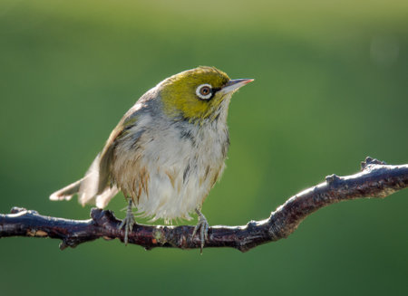 Silvereye or wax eye perched on branch isolated against out of focus backgroundの写真素材