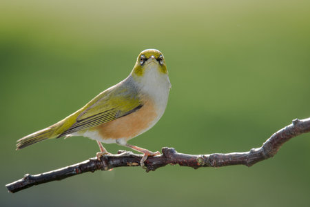 Silvereye or wax eye perched on branch isolated against out of focus backgroundの写真素材