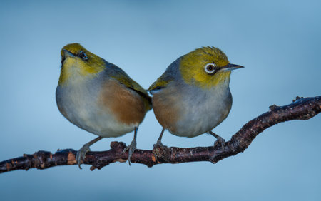 Pair of Silvereyes or wax eyes perched on branch isolated against out of focus backgroundの写真素材