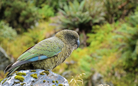Kea, New Zealand's Native Alpine Parrotの写真素材