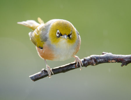pair of Silvereyes or wax eyes perched on branch isolated against out of focus backgroundの写真素材