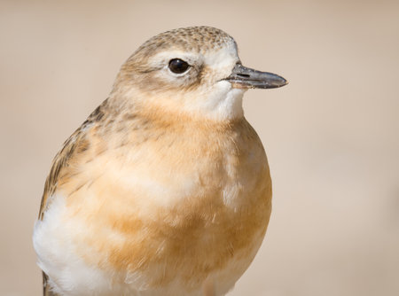 close up photo of Dotterel isolated against out of focus beach sceneの写真素材