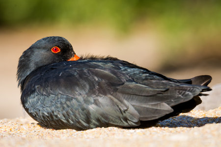 closeup of variable oystercatcher isolated against out of focus beach scene