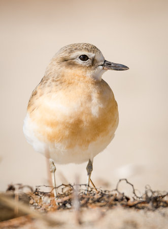 close up photo of Dotterel isolated against out of focus beach sceneの写真素材