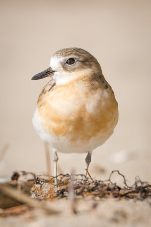close up photo of Dotterel isolated against out of focus beach sceneの写真素材