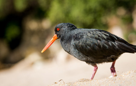 closeup of variable oystercatcher isolated against out of focus beach sceneの写真素材