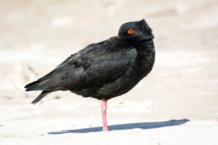 closeup of variable oystercatcher isolated against out of focus beach sceneの写真素材
