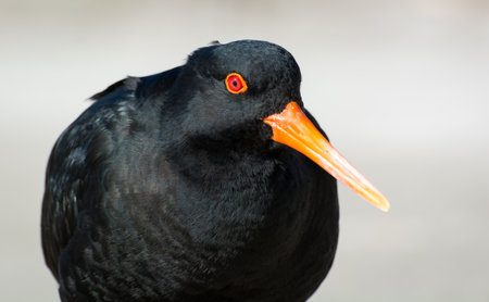 closeup of variable oystercatcher isolated against out of focus beach sceneの写真素材