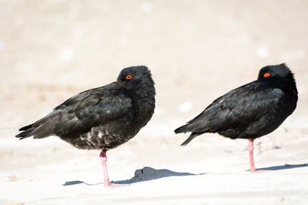 closeup of a pair of variable oystercatcher isolated against out of focus beach sceneの写真素材