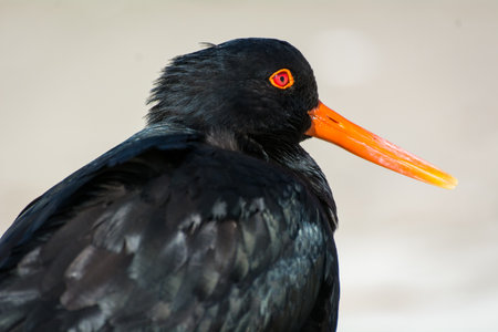 closeup of variable oystercatcher isolated against out of focus beach sceneの写真素材