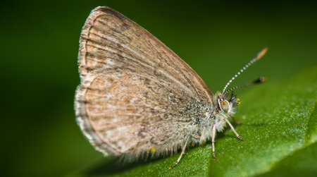 Close up of Common grass blue butterflyの写真素材