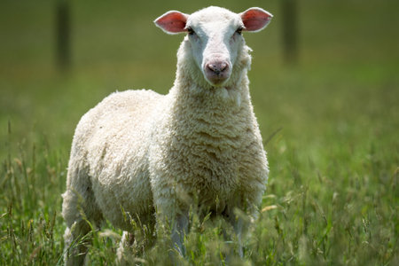 lamb in lush green grassy field