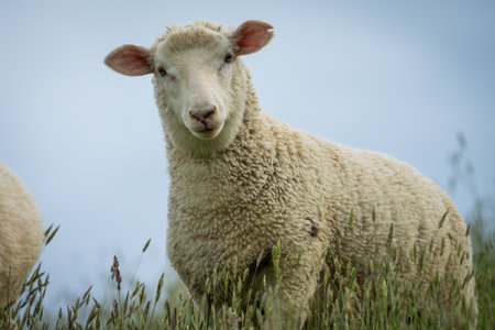 lamb in lush green grassy field