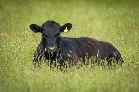 black angus cattle resting in green grassy fieldの写真素材