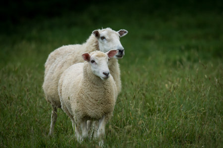 mother sheep and her lamb in lush green grassy field