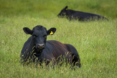 black angus cattle resting in green grassy field