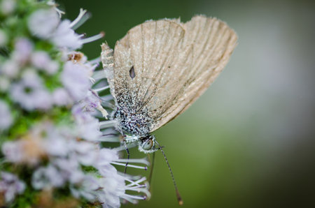 Close up of Common grass blue butterfly