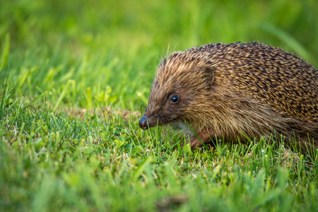 Hedgehog foraging for food in green grassの写真素材