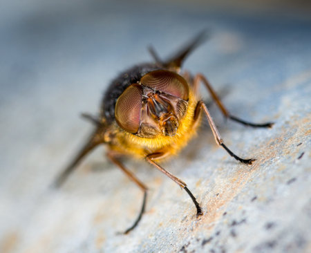 close up of a blow fly against out of focus background