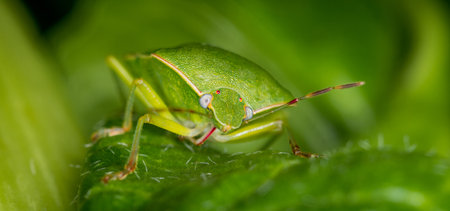 close up of stink bug or shield beetleの写真素材