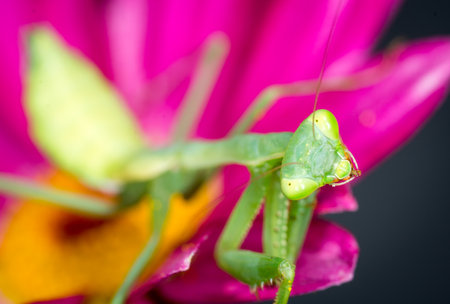 closeup of a praying mantis against out of focus background