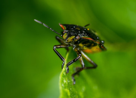 close up of stink bug or shield beetle