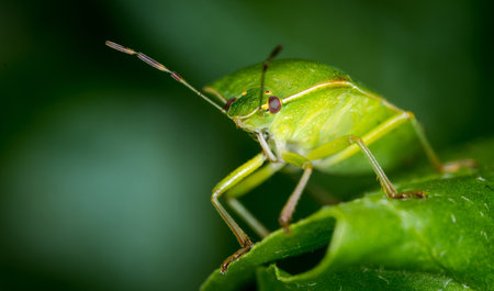 close up of stink bug or shield beetle