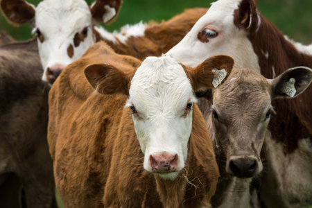 mob of calves in green grassy fieldの写真素材