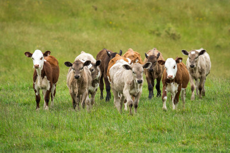 mob of calves in green grassy fieldの写真素材