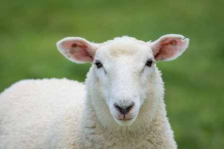 lamb in lush green grassy fieldの写真素材