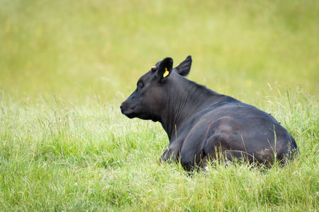 black angus cattle resting in green grassy fieldの写真素材