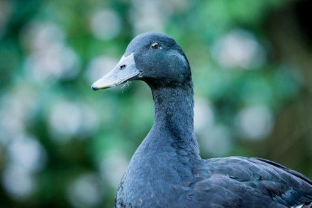 Closeup of a black cayuga Duckの写真素材