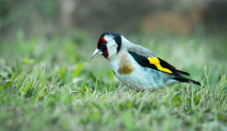 European goldfinch foraging for food among grassesの写真素材