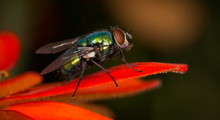 close up of a green blow fly against out of focus background