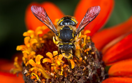European wool carder bee collecting nectar from a flower