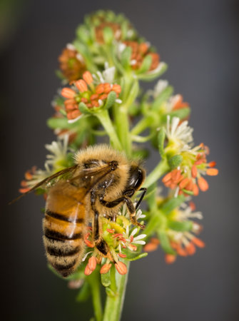 close up of Honey Bee collecting nectar from flowerの写真素材