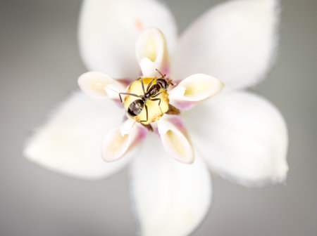 Ant collecting nectar from a swan plant flower