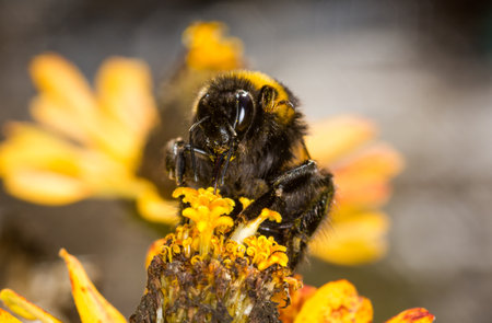 close up of a bumble bee collecting nectar from a flower