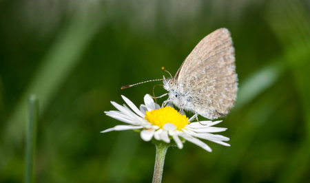 Close up of Common grass blue butterfly