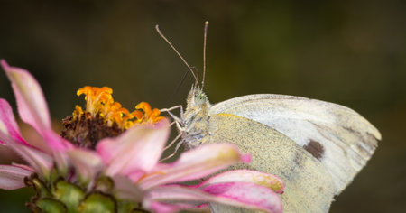 close up of a cabbage white butterfly on a flower