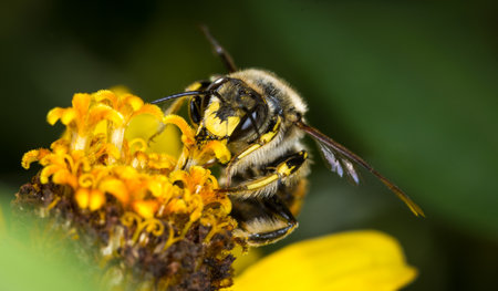 European wool carder bee collecting nectar from a flower